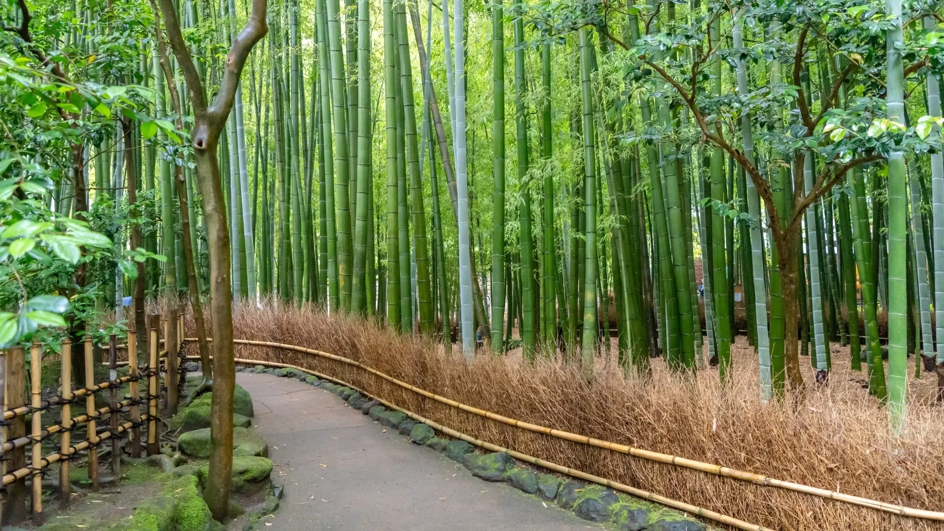 Yüksek bambu ağaçlarıyla çevrili yürüyüş yolu ve doğal atmosferiyle Arashiyama Bambu Ormanı.
