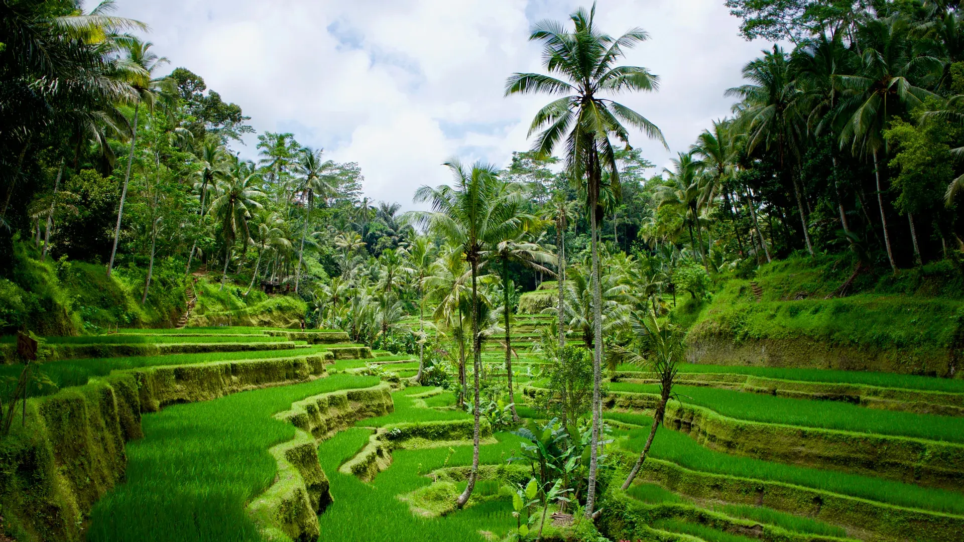 Ubud manzarası — Elegant Ubud, Bali Turu – Türk Hava Yolları ile 6 Gece